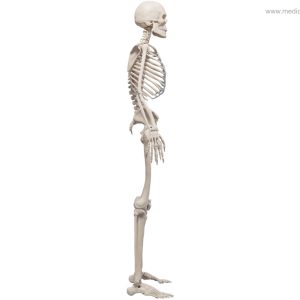 Skelett - lateral