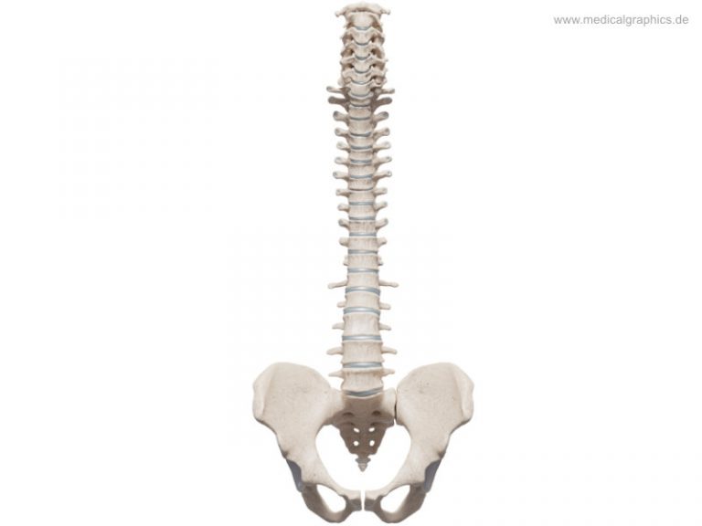 Kostenlose Illustration Wirbelsäule - frontal