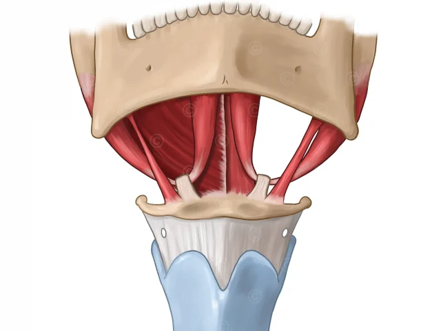 Illustration suprahyoid muscles