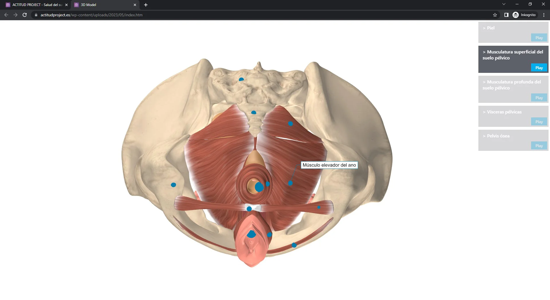 3D Modell Anatomie Beckenboden Frau - Screenshot Internetbrowser