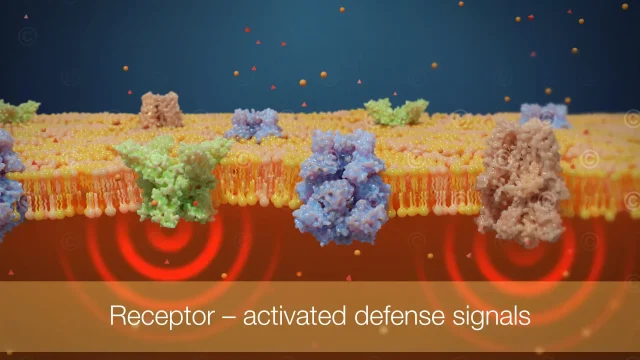 Aktivieren von Rezeptoren an Nervenenden als Reaktion auf Infektion