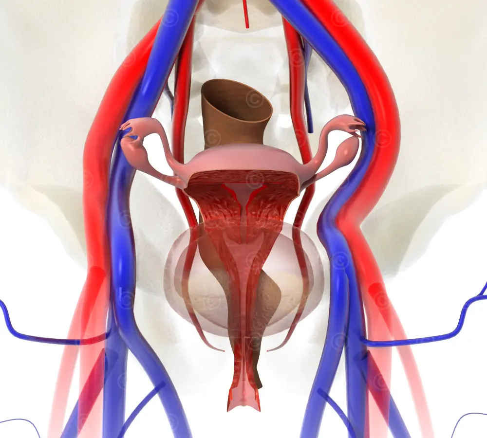 Anatomy-female-abdomen-frontal
