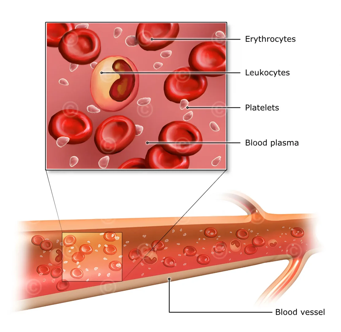 blood-components