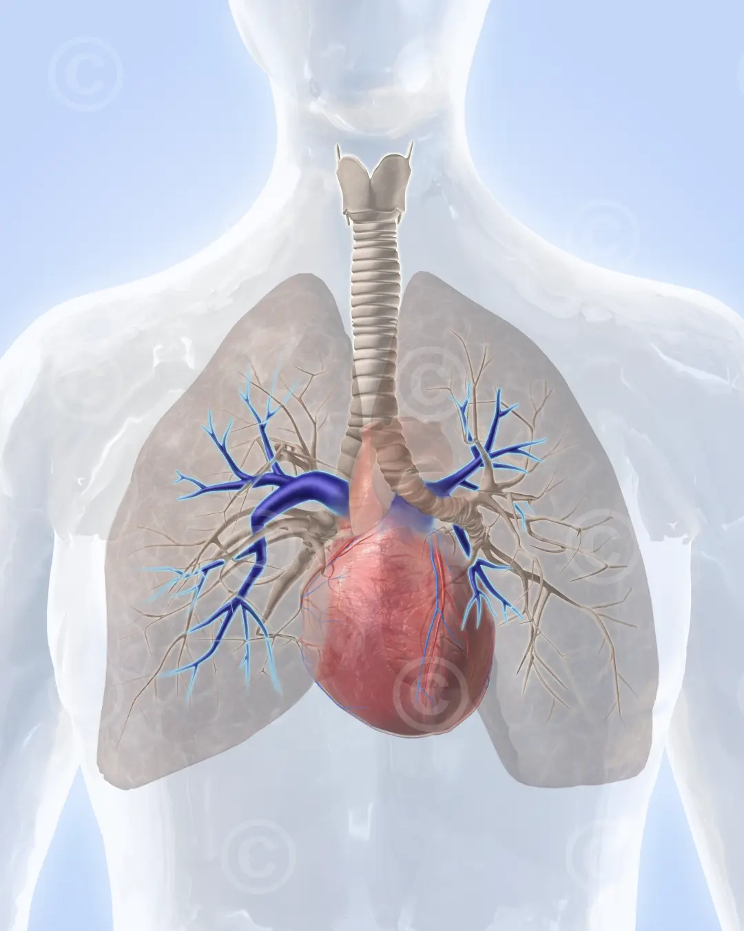 bronchial-arterien-lunge
