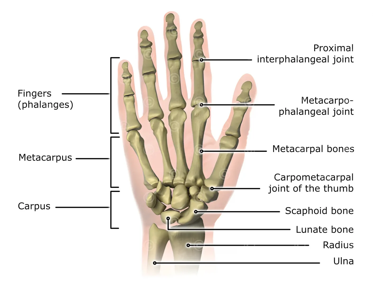 Illustration Anatomy Hand MedicalGraphics