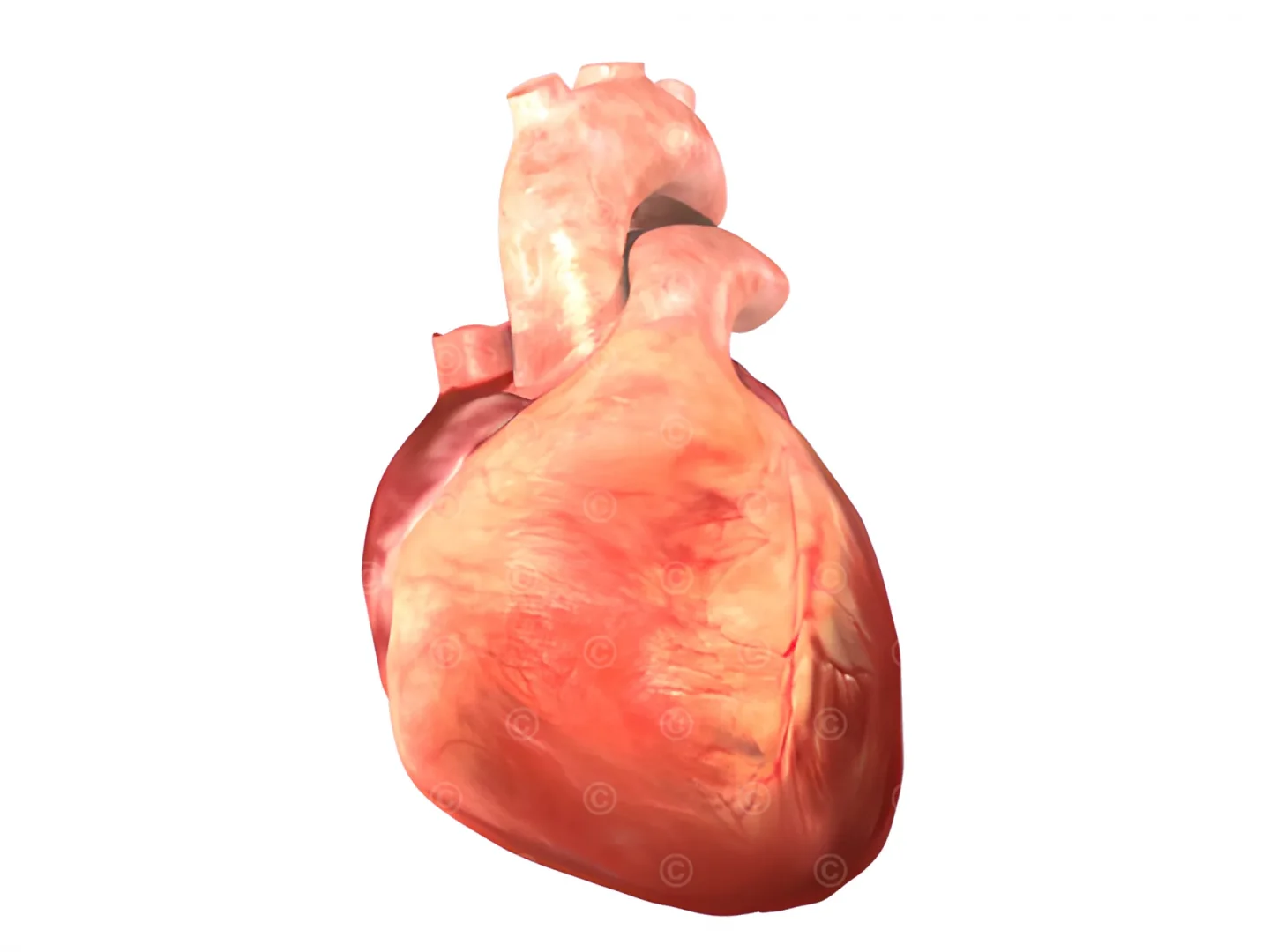 heart-model-front