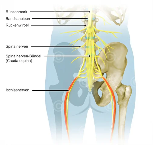 ischiasnerv