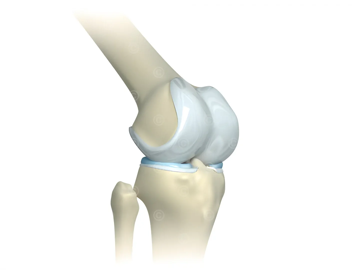 knee-joint-healthy-cartilage