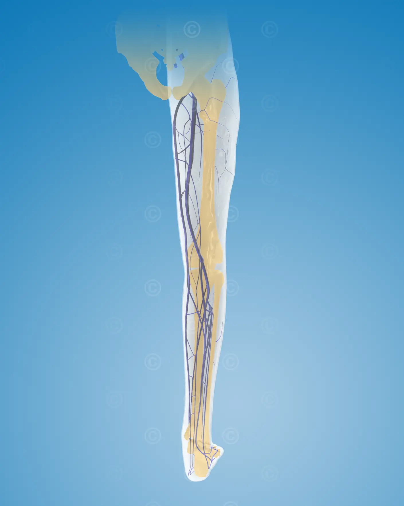 leg-veins-back