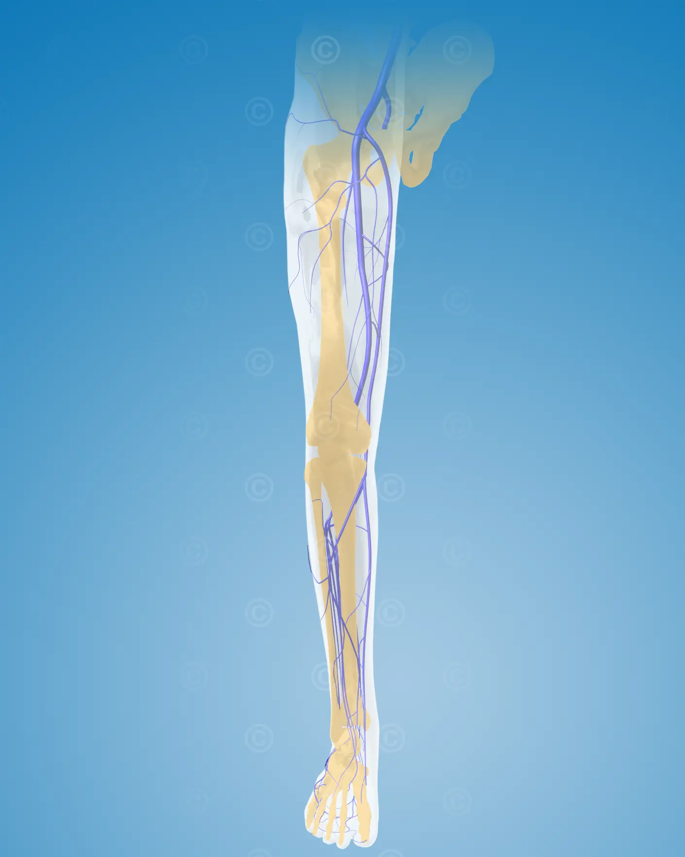 leg-veins-front