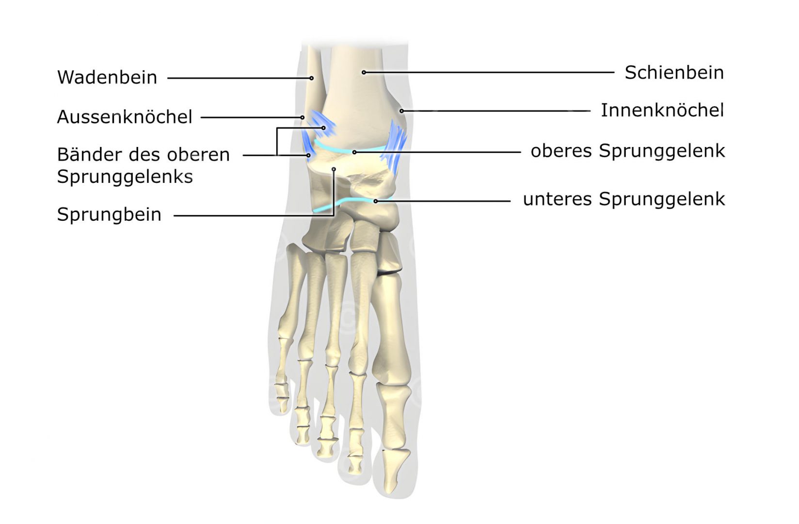 sprunggelenk-oben