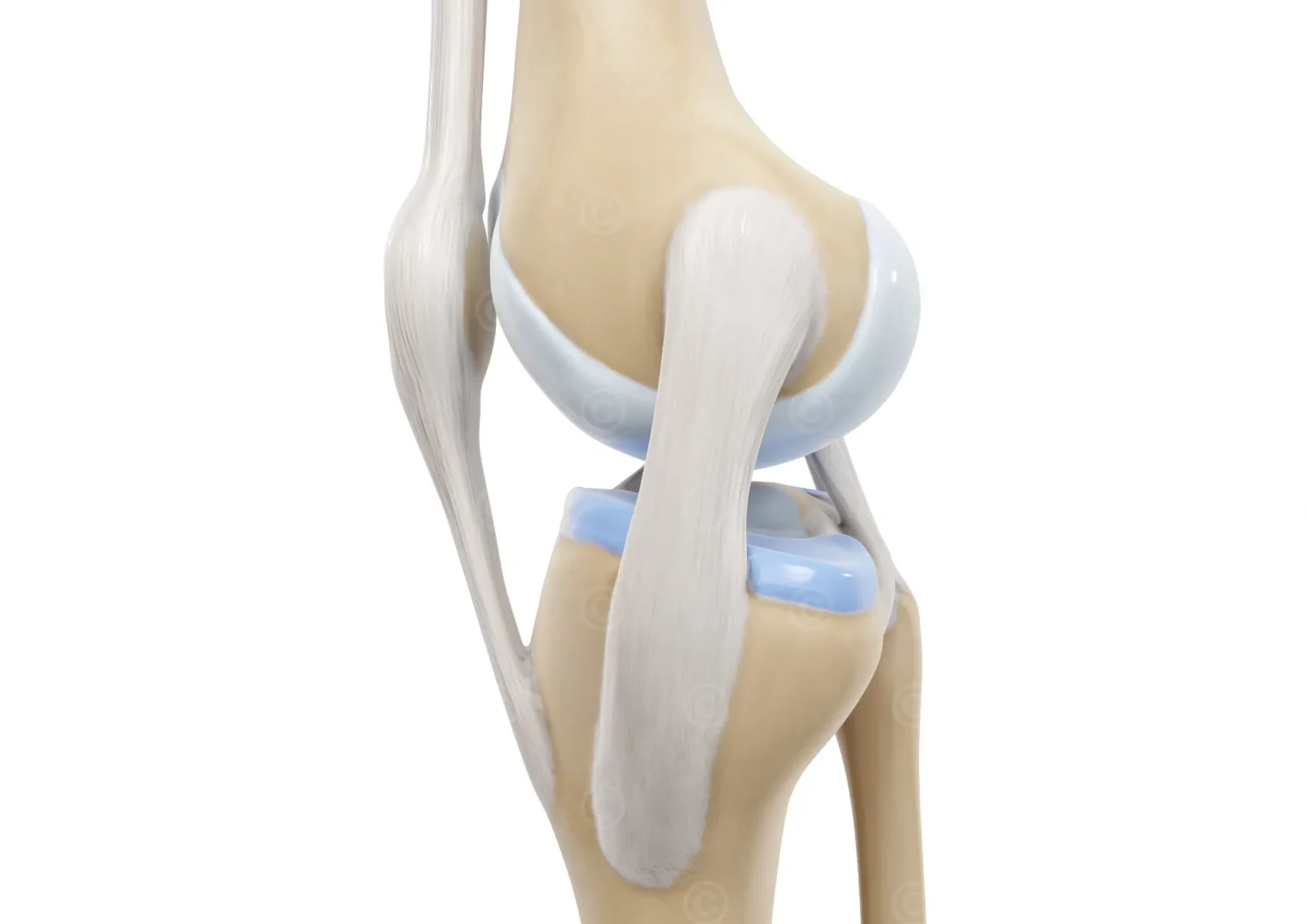 knee-medial