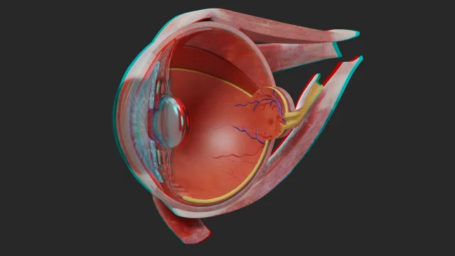eye-anatomy-muscle-retina-section-view-anaglyph-3d