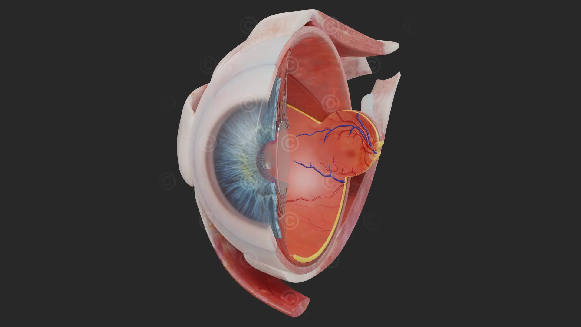 eye-anterior-retina-sagittal-section