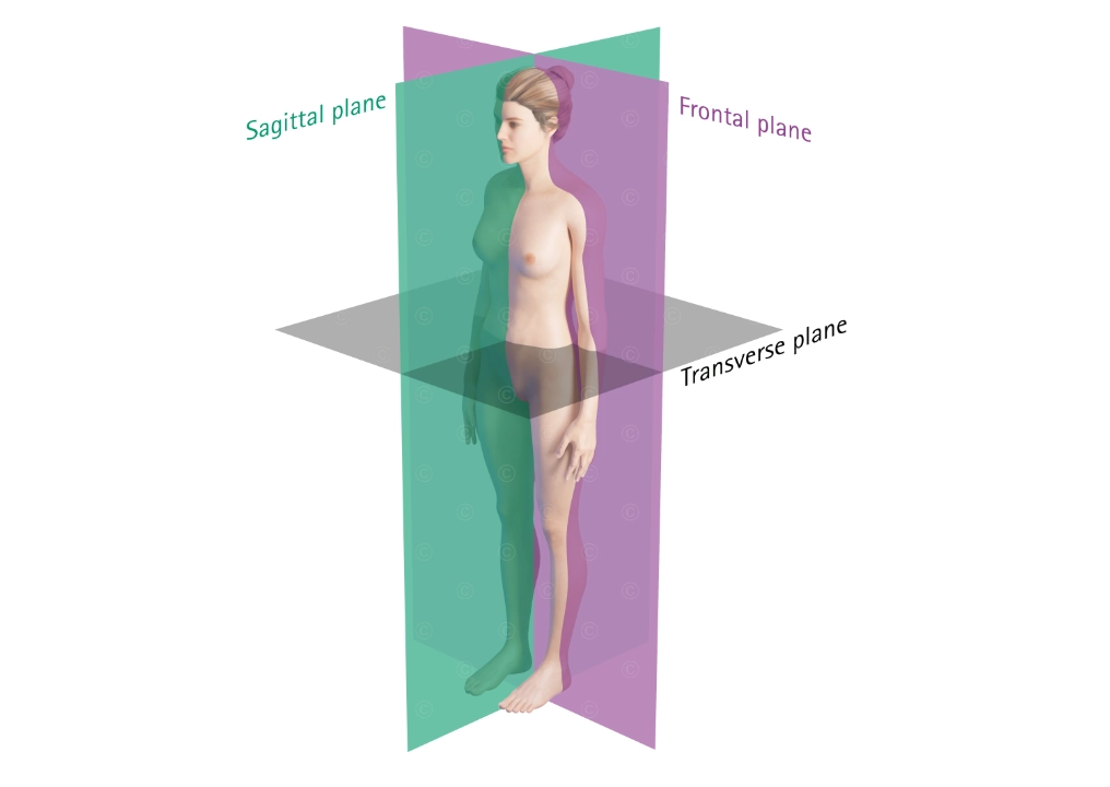 Combined anatomical planes