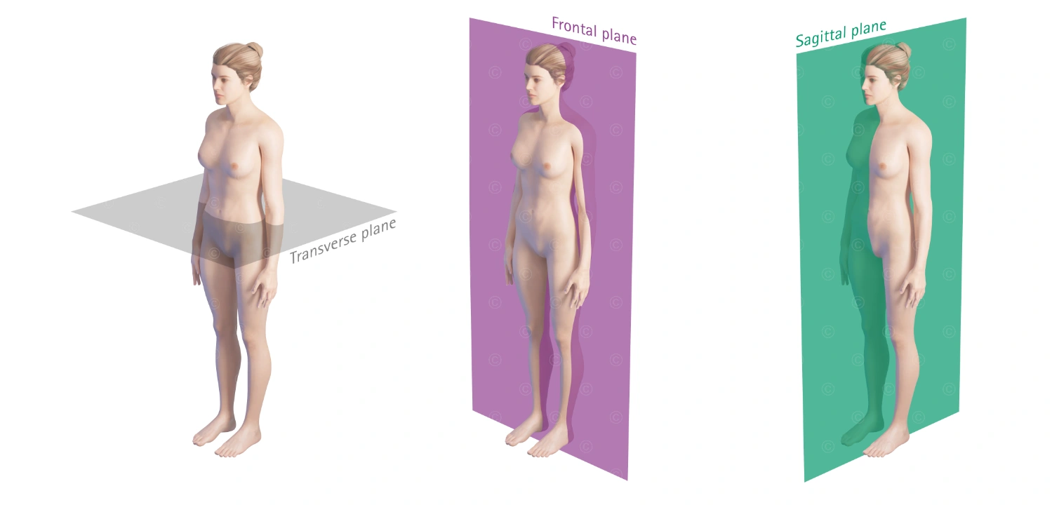 Anatomical planes (sagittal, frontal, transverse)