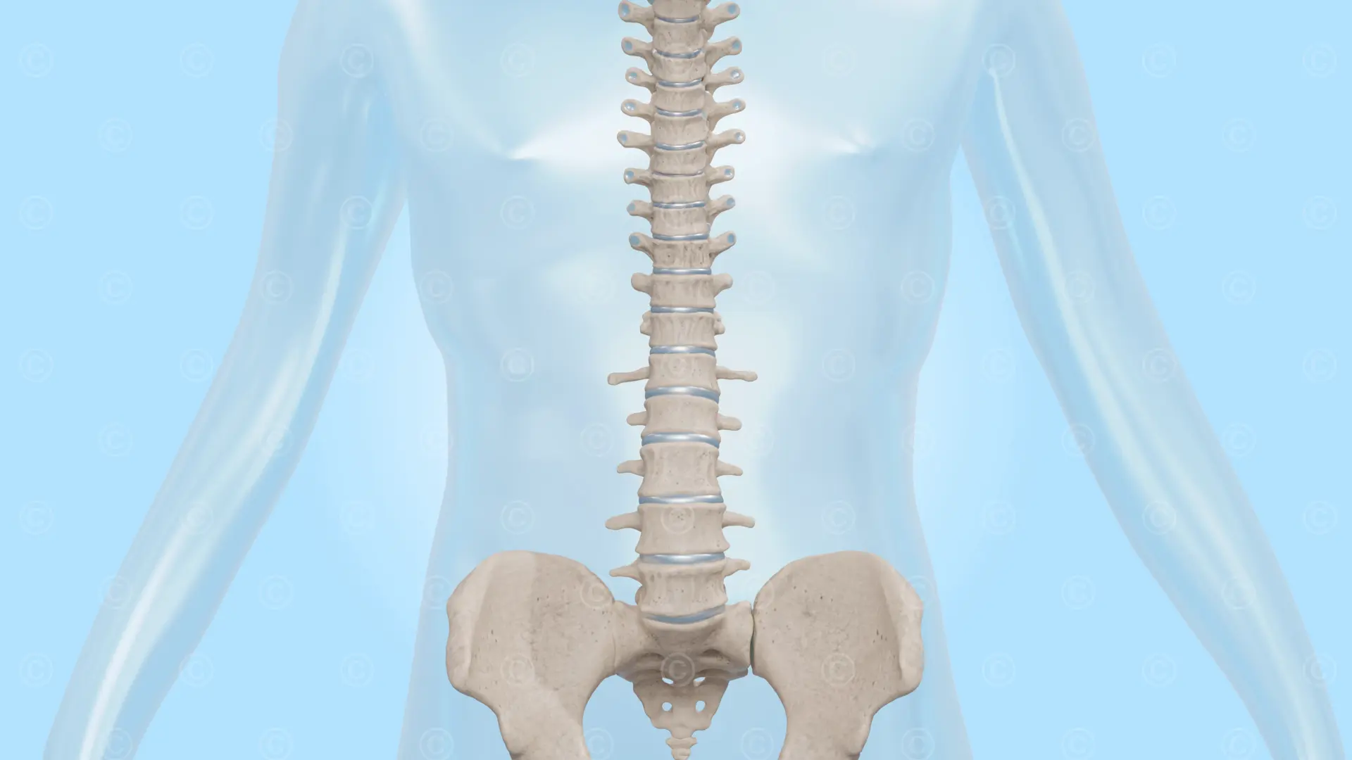 Lumbar spine - skeleton