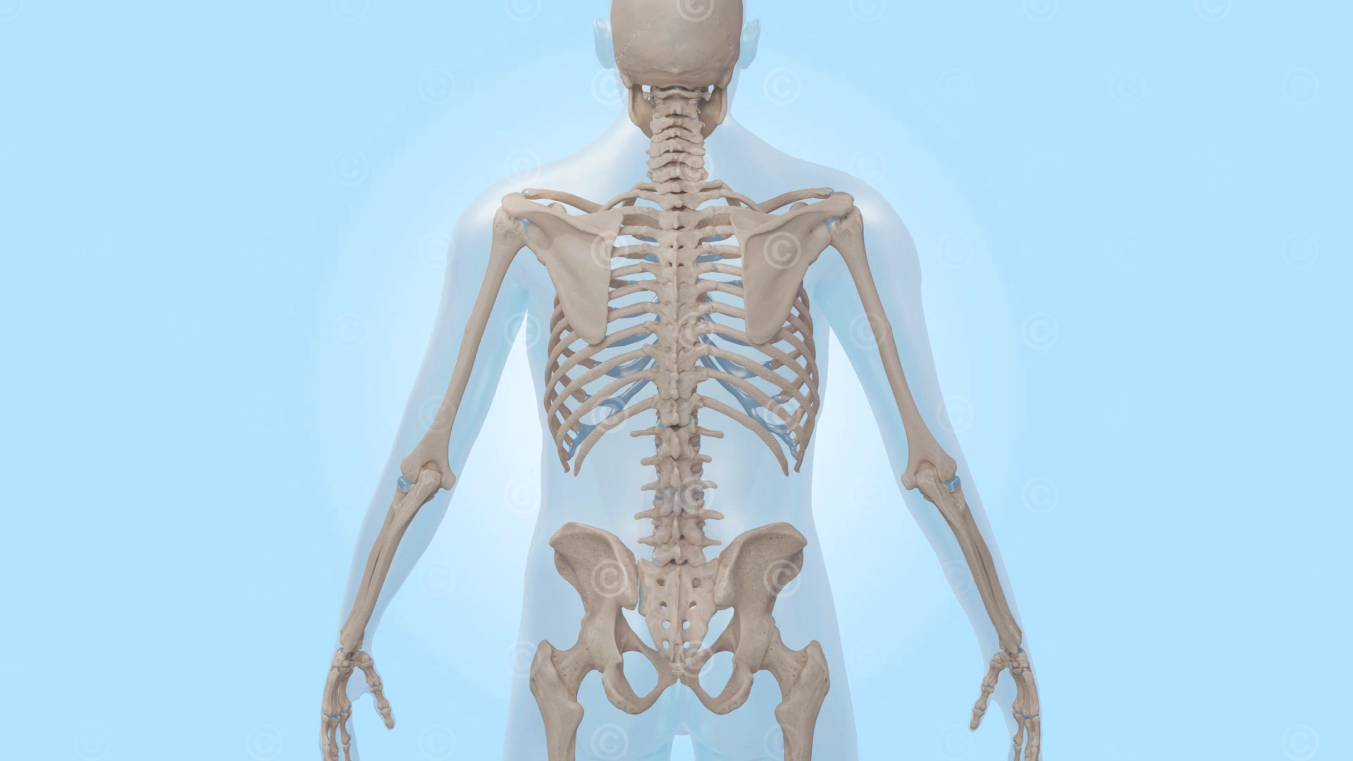 Skeleton back - spine