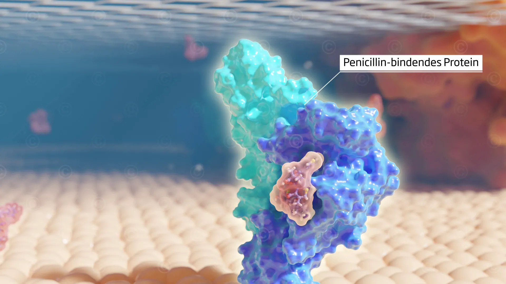 Antibiotic - penicillin binding protein