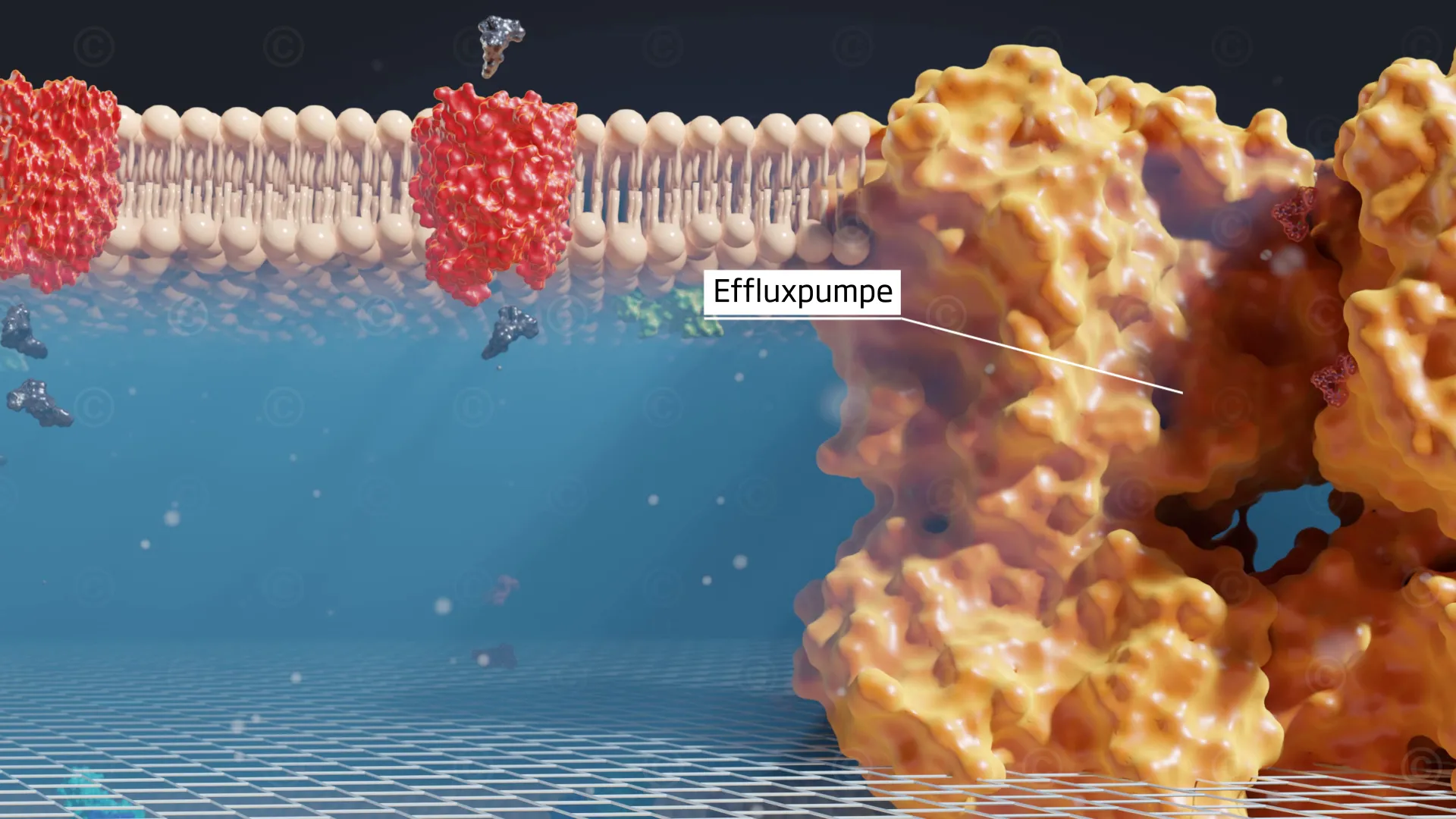 Efflux pumps ineffective against antibiotic
