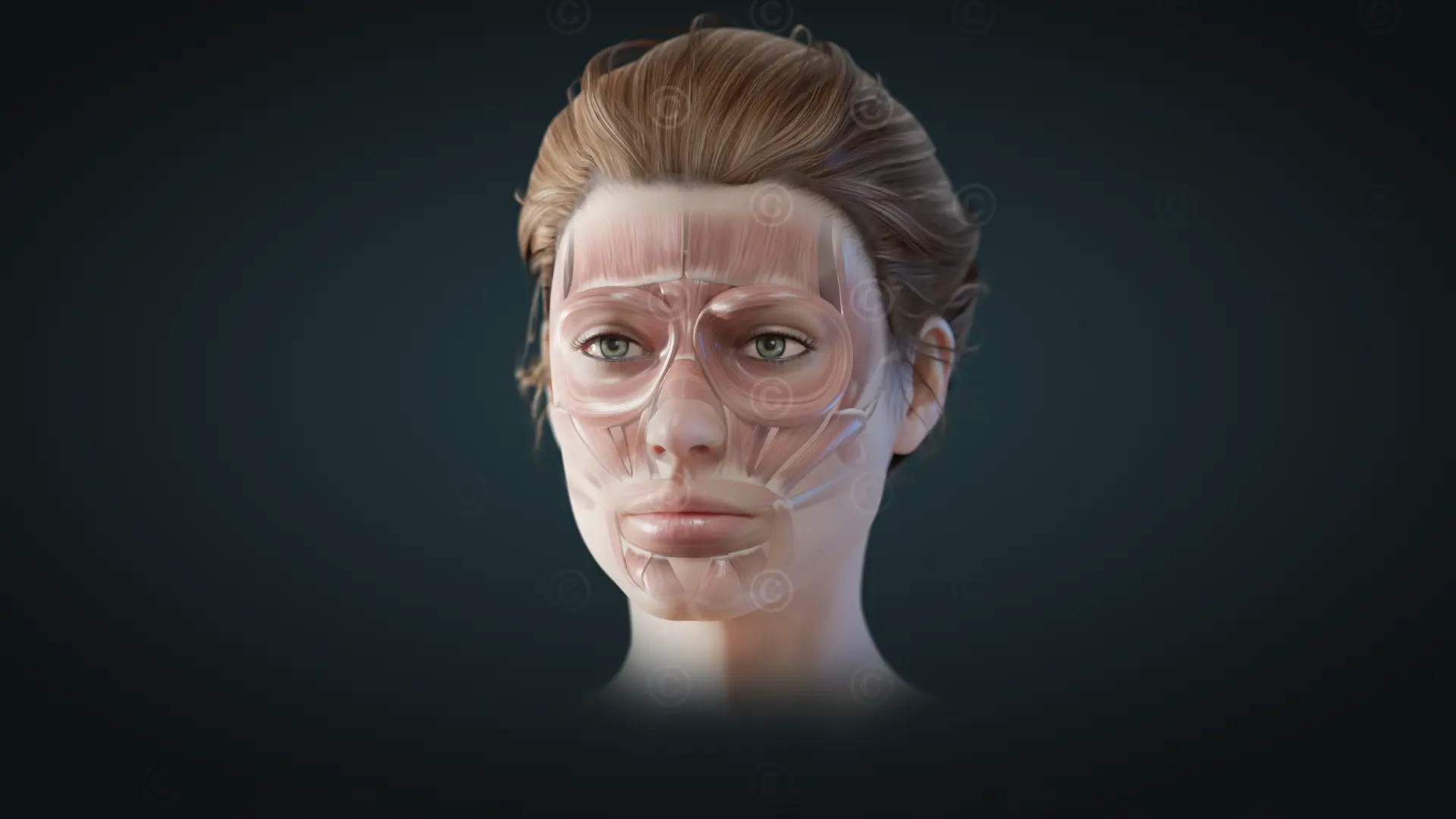 Facial muscles