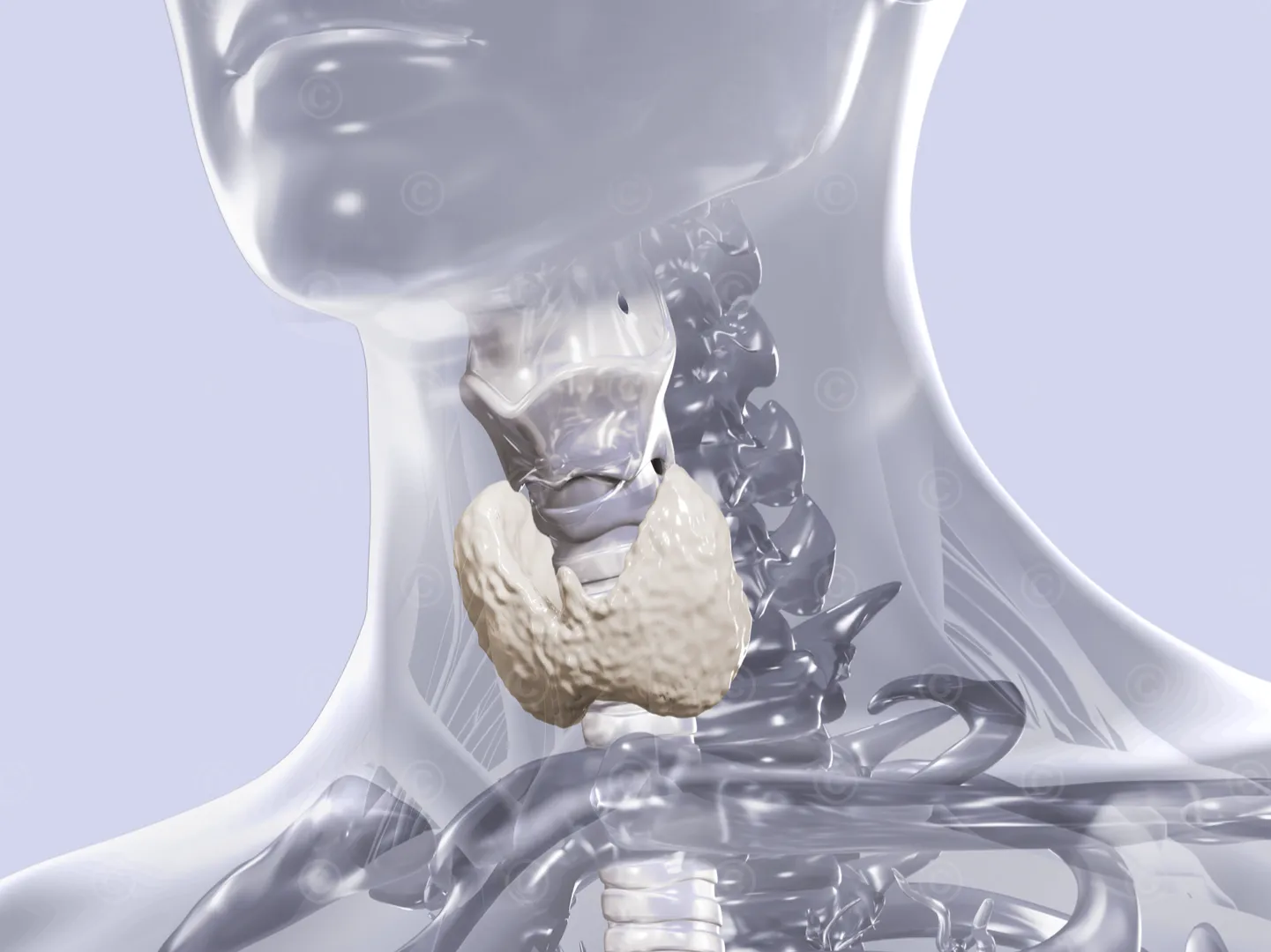 Illustration thyroid - endocrinology