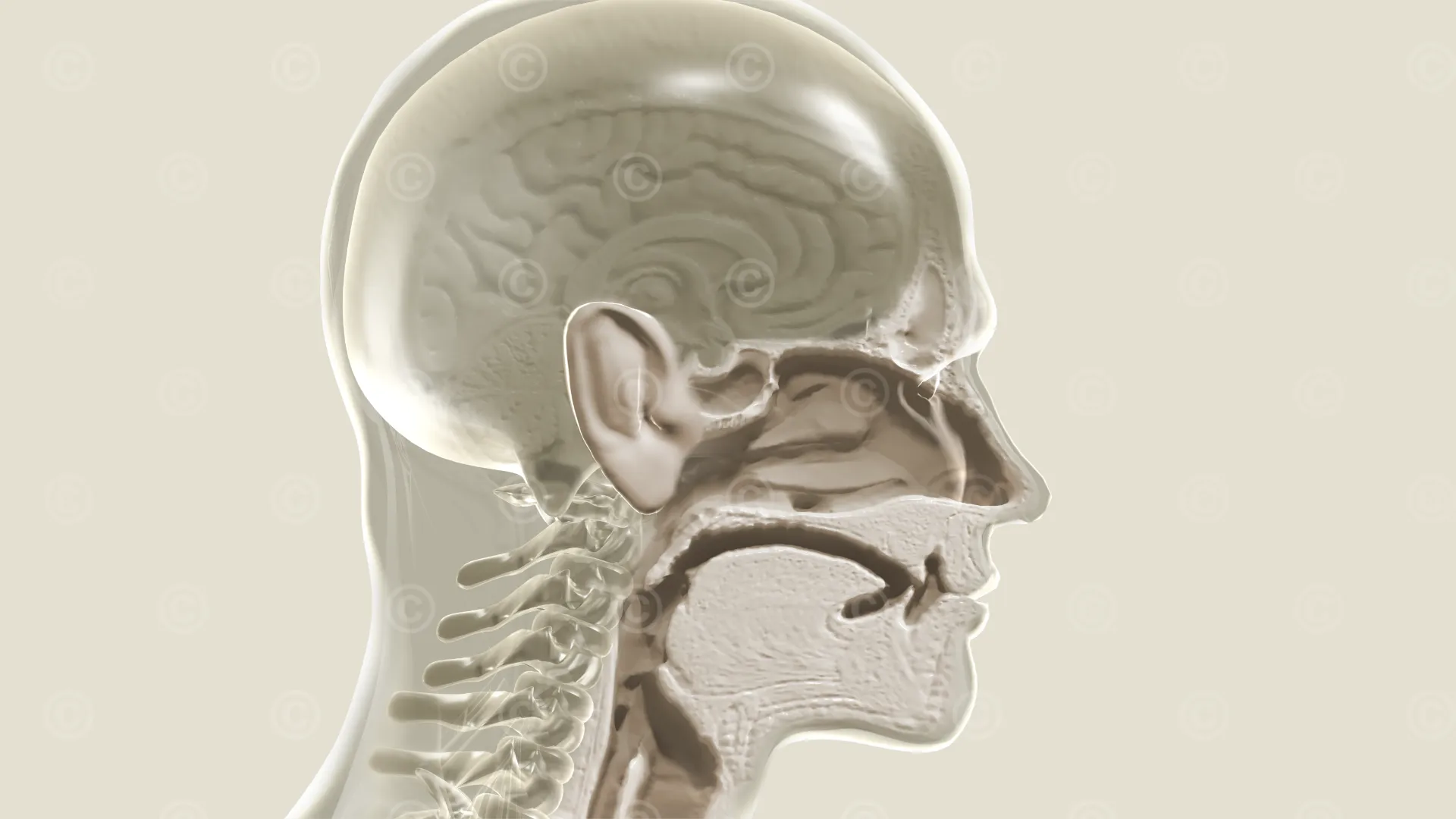 Illustration otolaryngology