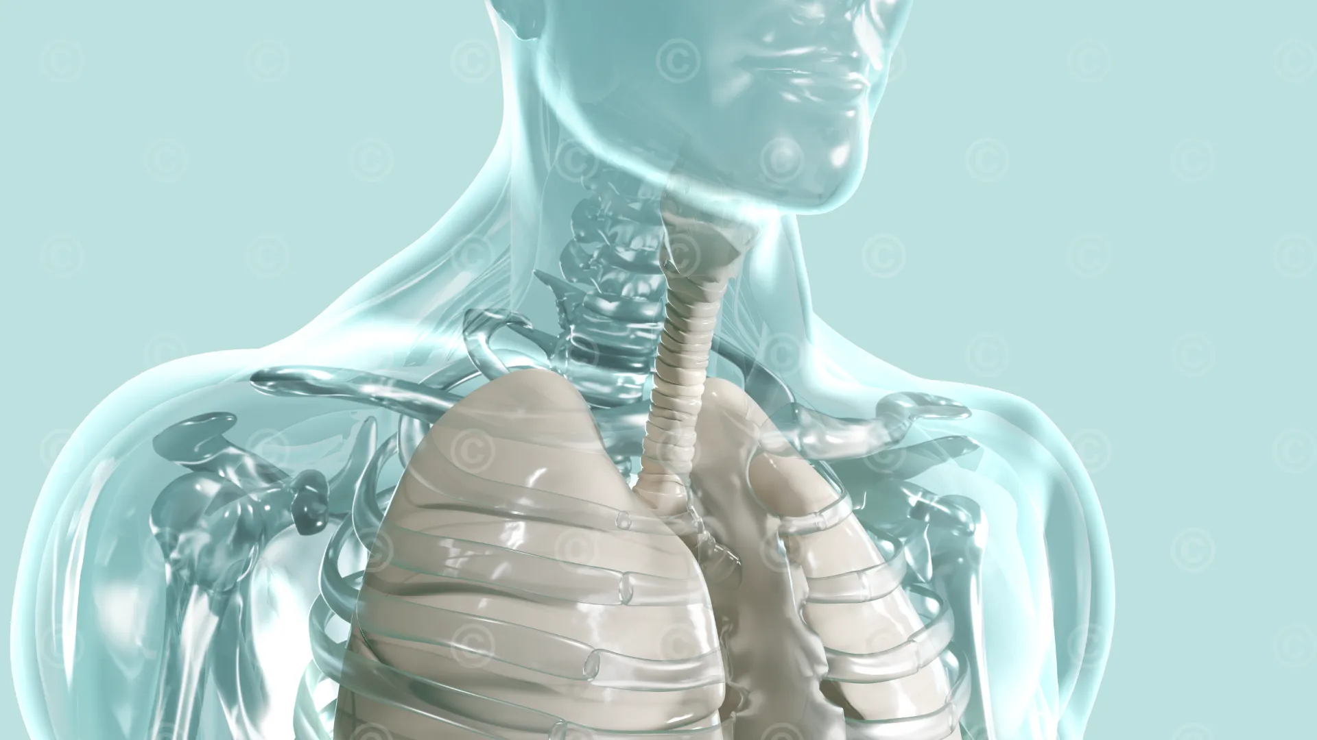 Keyvisual Pulmonology -thorax