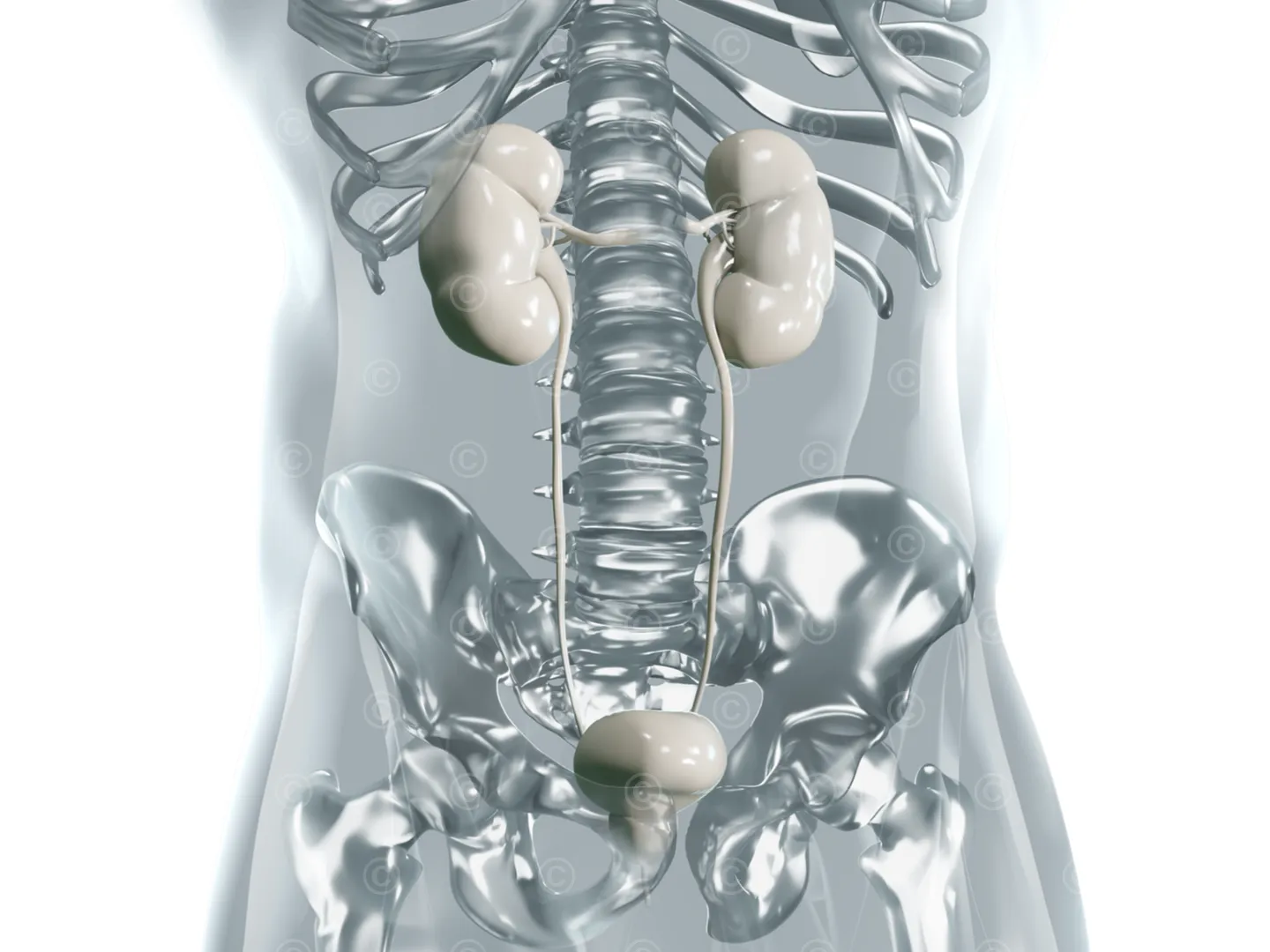 Medical specialty urology - illustration