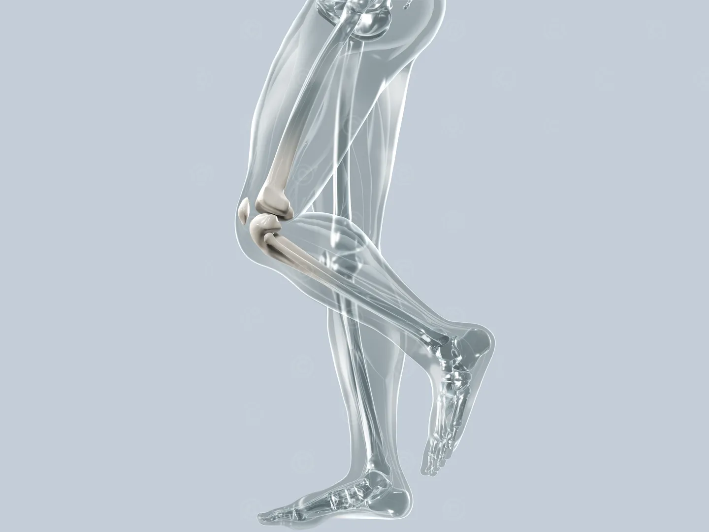 Orthopedics - knee