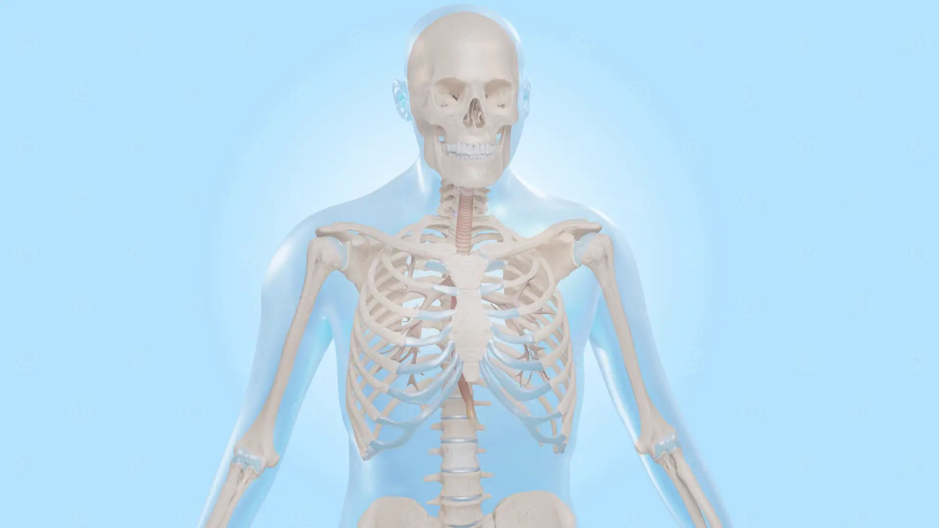 Skeleton - esophagus and trachea