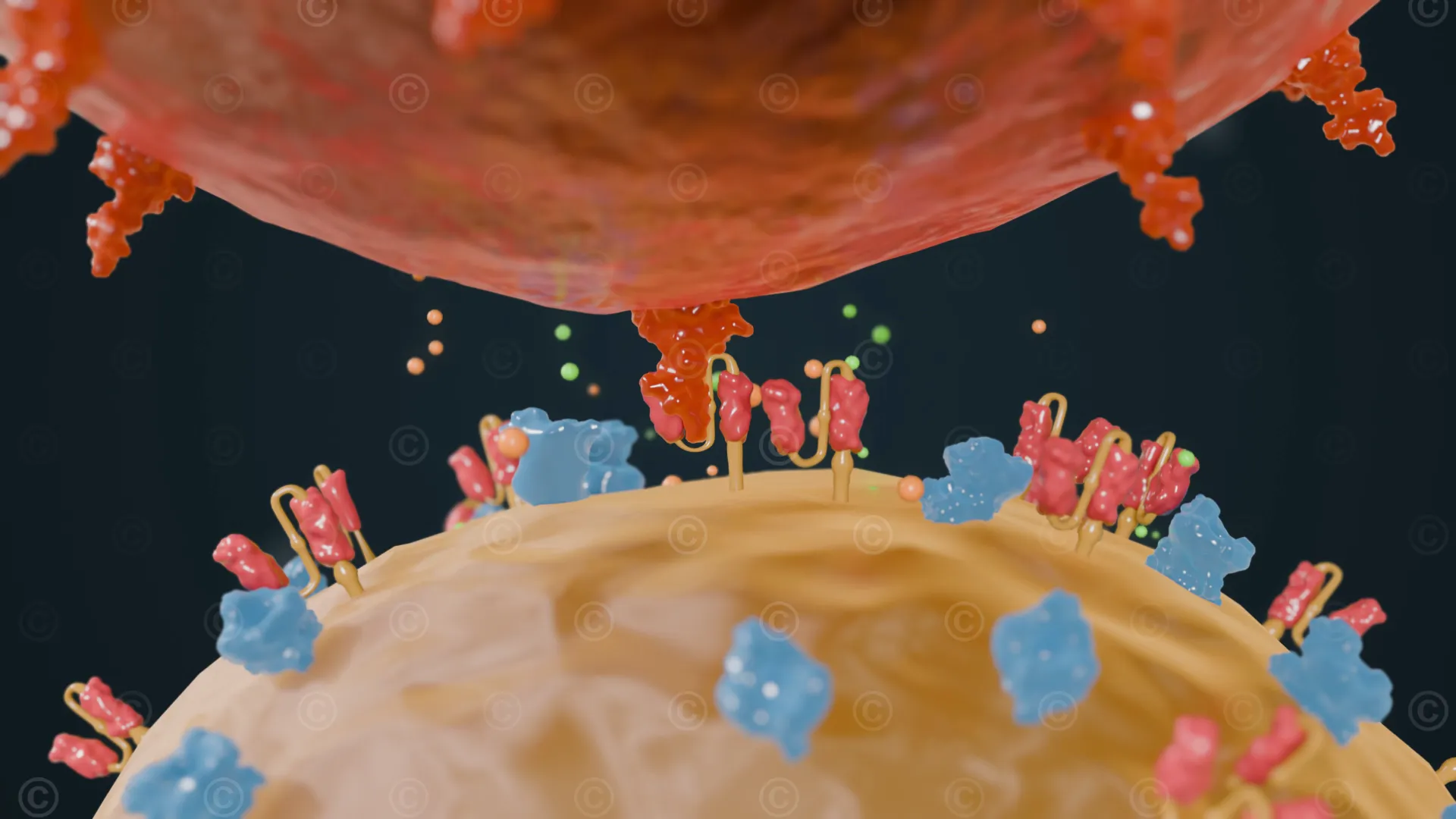 CAR T cell release perforin and granzyme