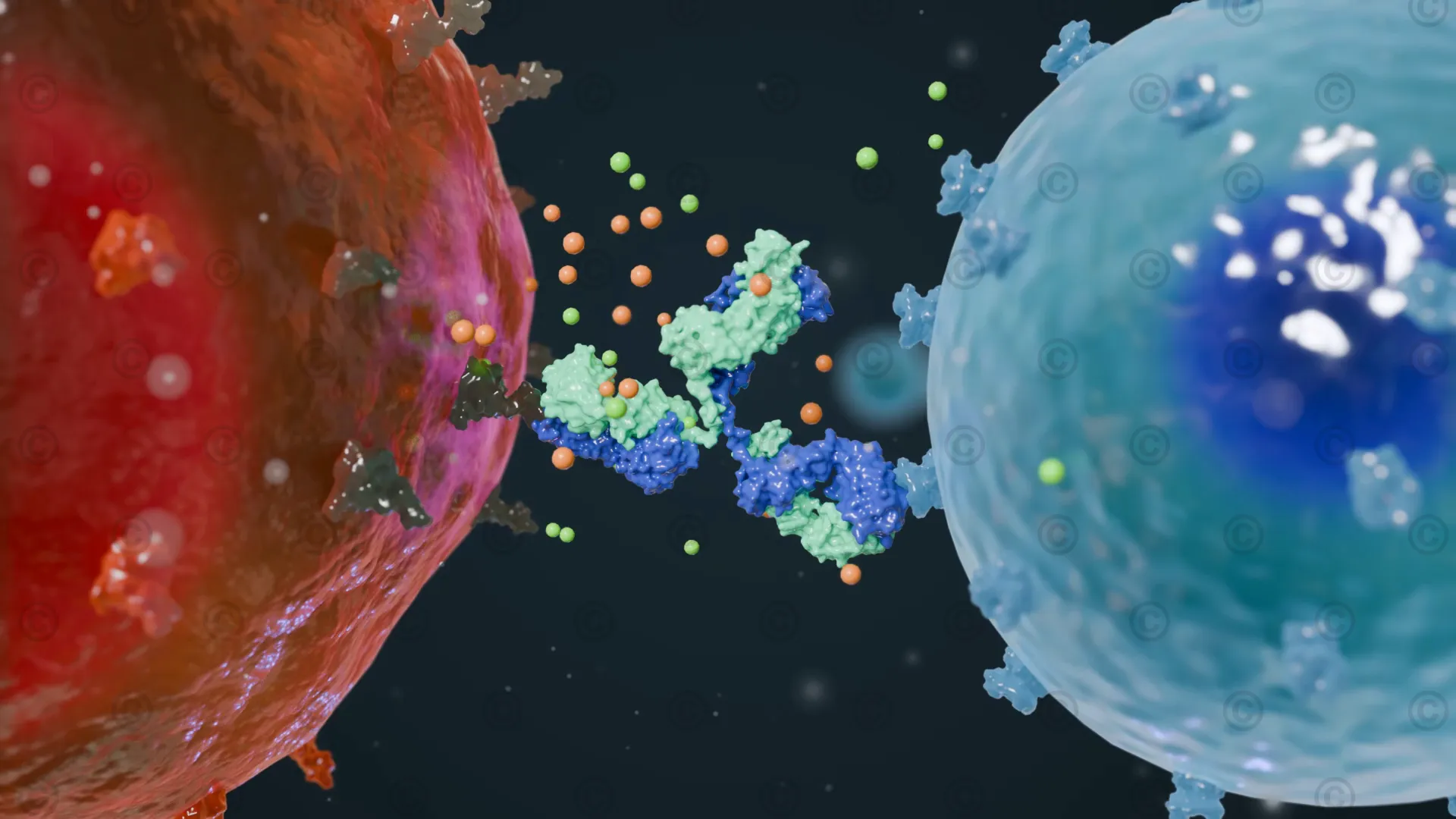 T cell release granzyme and perforin