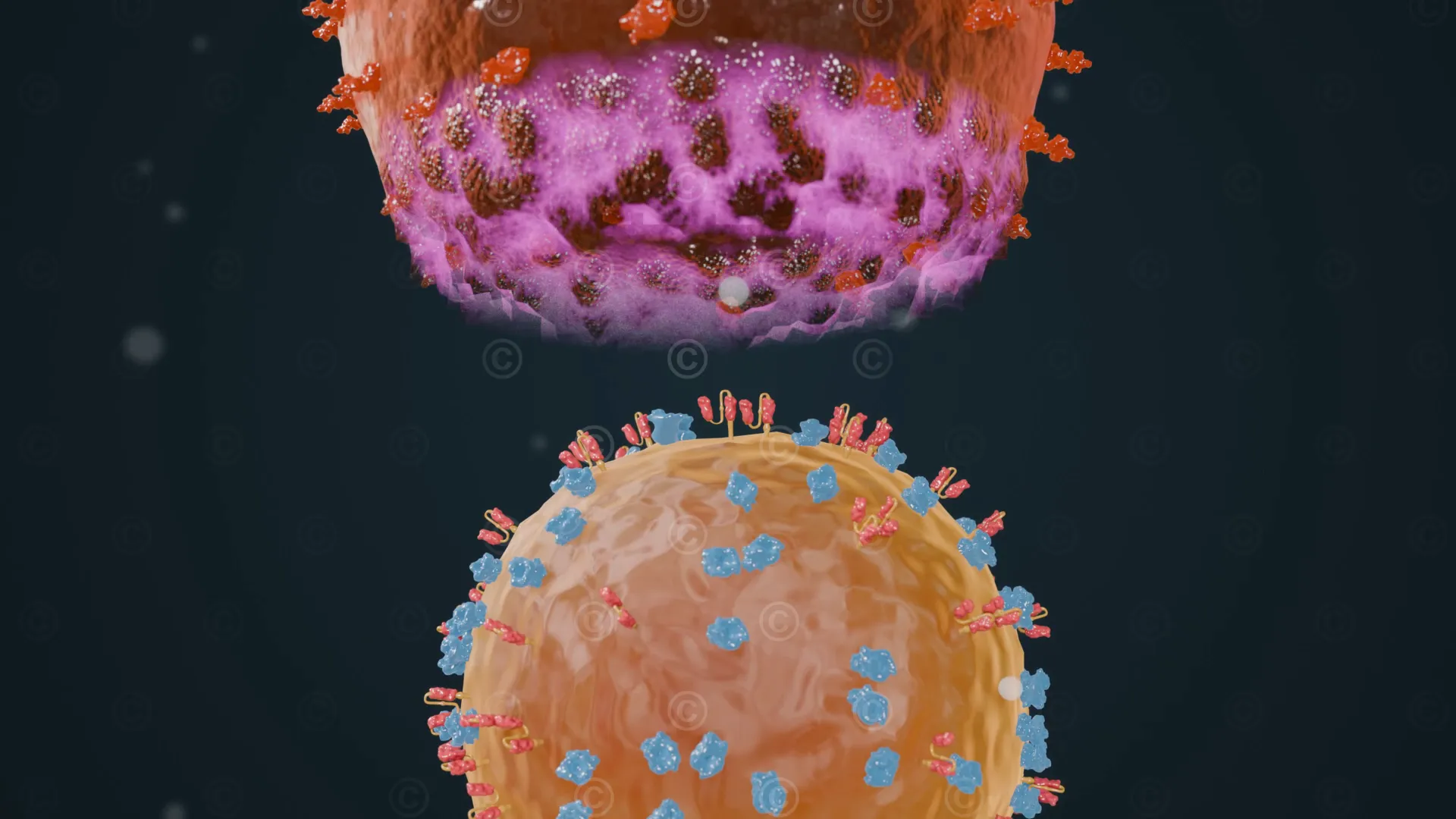Apoptose Myelomzelle