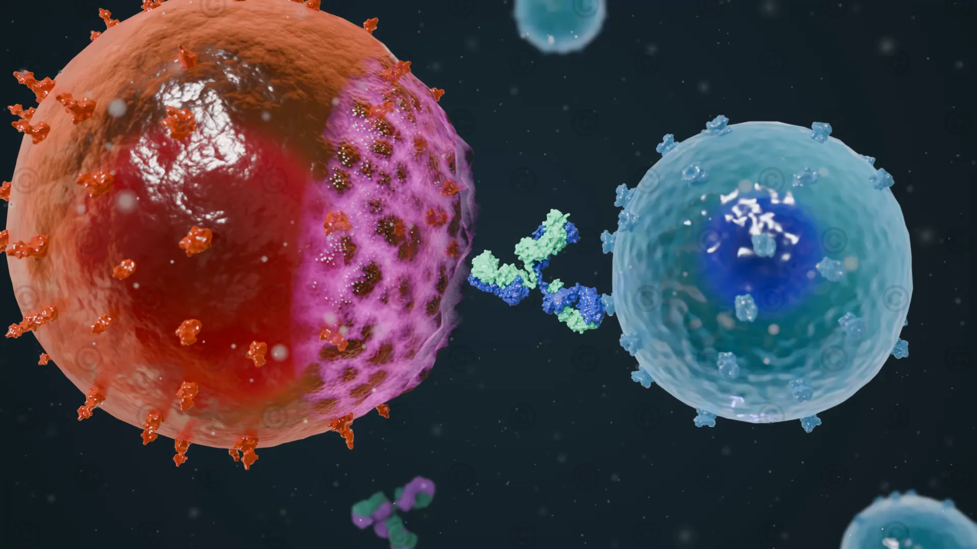 Apoptosis of myeloma cell