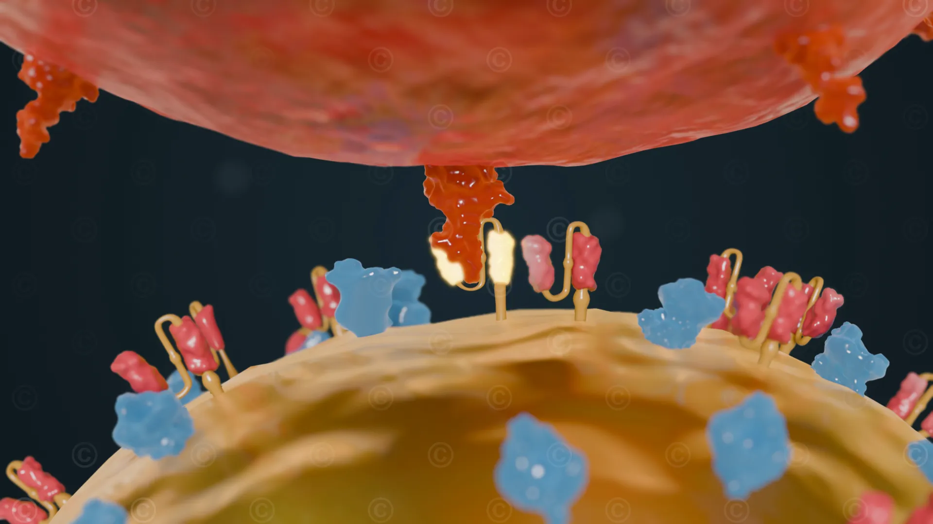 bindung-car-t-zelle-myelomzelle