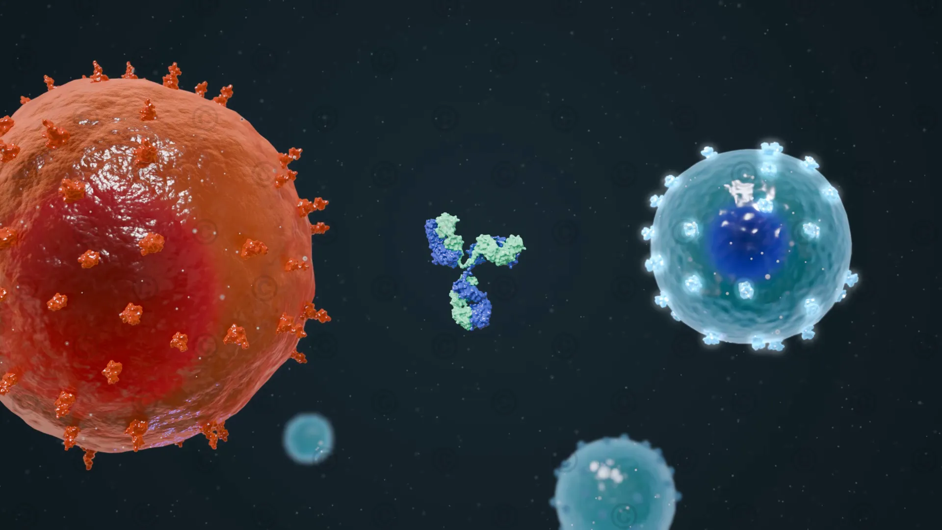 Myeloma cell, bispecific antibody and T cell