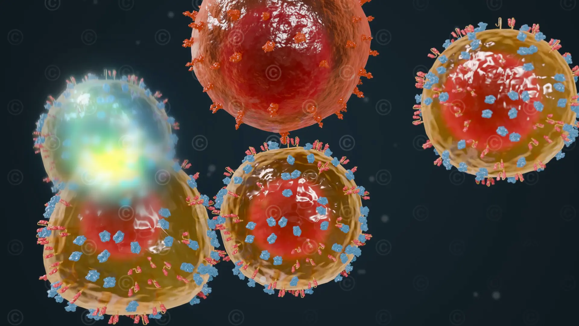 Proliferation CAR T cells
