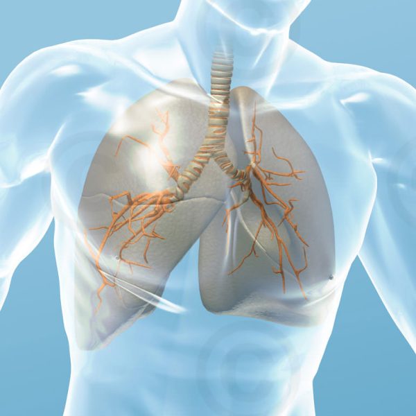key-visual-respiratory-gross key-visual-respiratory-gross