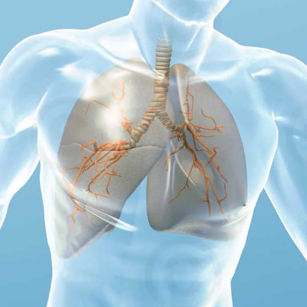 key-visual-respiratory-gross