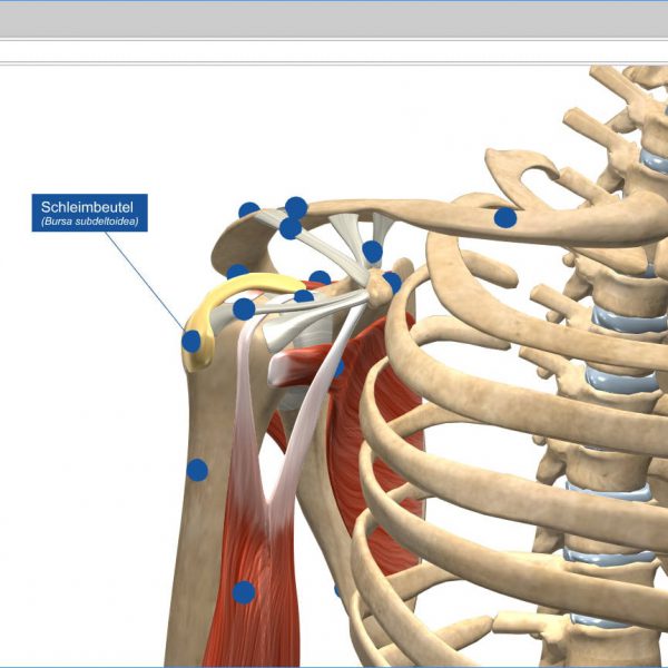 webGL anwendung anatomie schulter